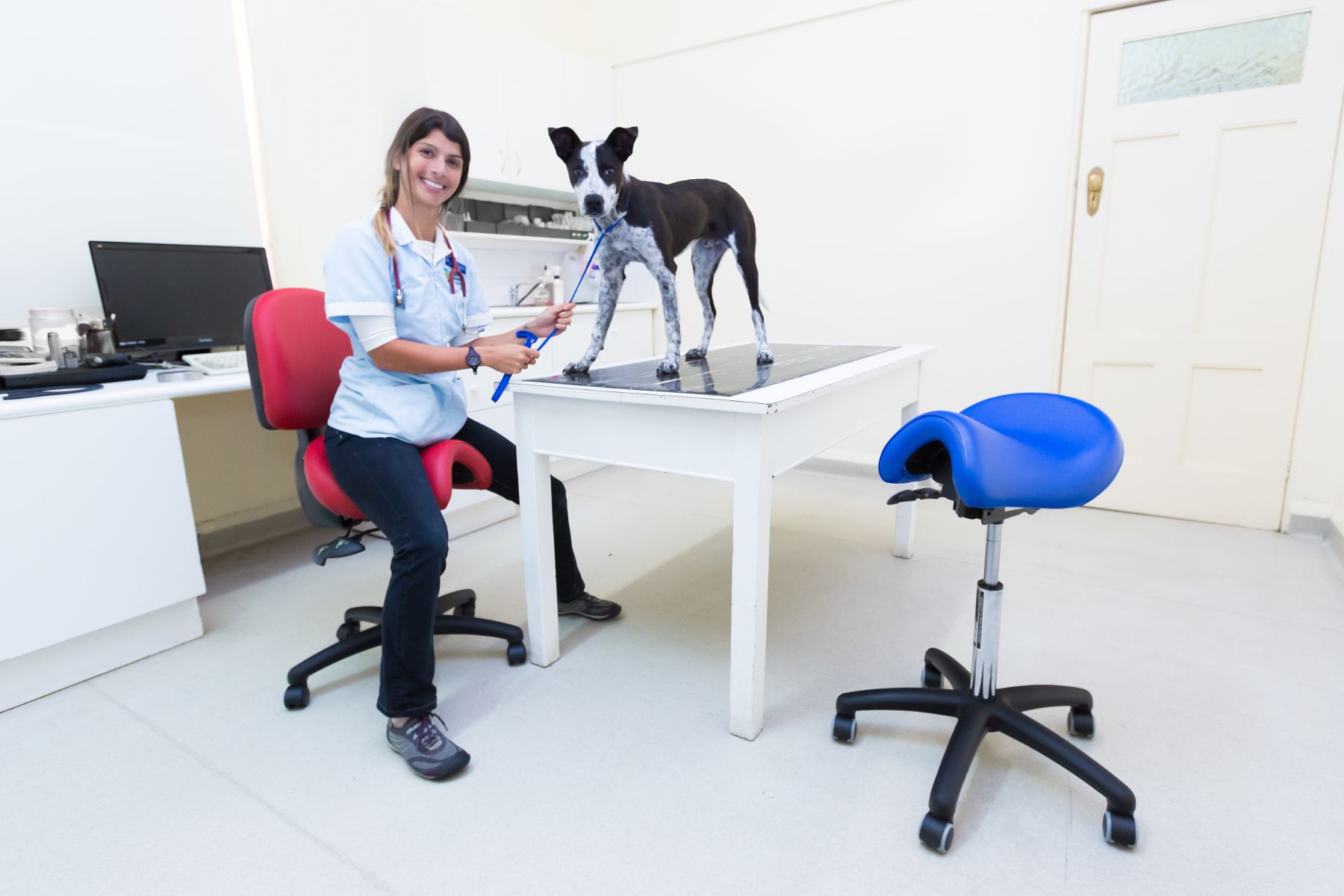 Taburete veterinaria